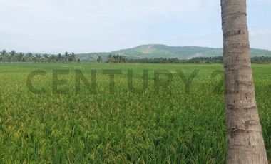 Venta de hermoso Terreno en Sosote, Rocafuerte para cultivo de ciclo corto