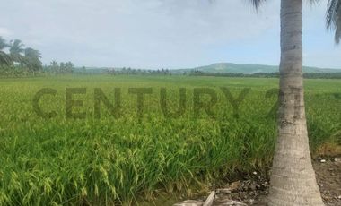 Venta de hermoso Terreno en Sosote, Rocafuerte para cultivo de ciclo corto