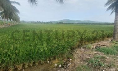 Venta de hermoso Terreno en Sosote, Rocafuerte para cultivo de ciclo corto
