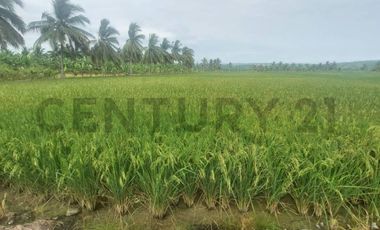 Venta de hermoso Terreno en Sosote, Rocafuerte para cultivo de ciclo corto
