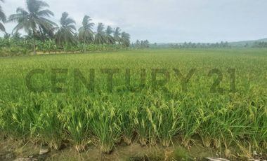 Venta de hermoso Terreno en Sosote, Rocafuerte para cultivo de ciclo corto