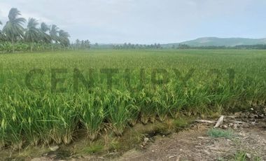 Venta de hermoso Terreno en Sosote, Rocafuerte para cultivo de ciclo corto