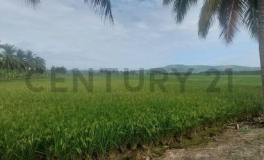 Venta de hermoso Terreno en Sosote, Rocafuerte para cultivo de ciclo corto