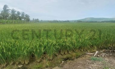 Venta de hermoso Terreno en Sosote, Rocafuerte para cultivo de ciclo corto