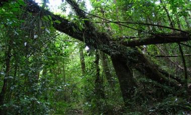 Parcela G2. Isla Sur Chiloe