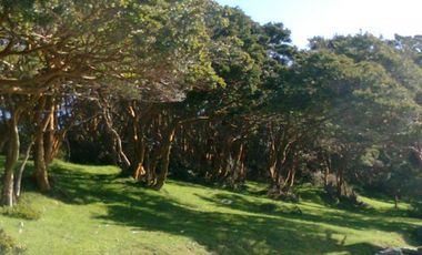 Parcela G2. Isla Sur Chiloe