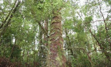 Parcela G2. Isla Sur Chiloe