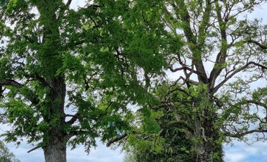 Casa en venta en FRUTILLAR