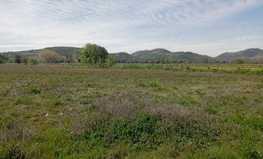 Vendo 34 has agrícolas en Villa Alegre, Maule.