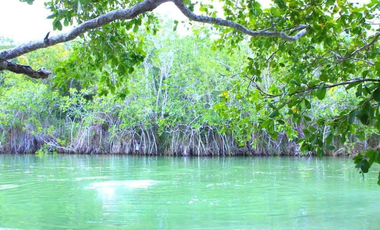 Terreno en venta en Raudales (Úrsulo Galván), Othón P. Blanco, Quintana Roo.