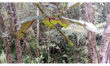 CMV-548-2 Casas campestres-Santa Elena-V.Mazo-Sector Frank