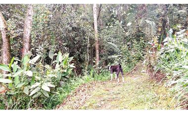 CMV-548-2 Casas campestres-Santa Elena-V.Mazo-Sector Frank