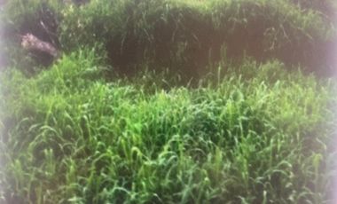 Agrícola en Venta en Pozo de Las Tobas, Esquinero