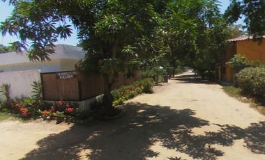 Lote Palomino