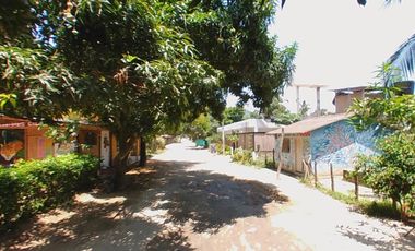 Lote Palomino