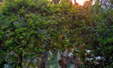 Vendo Finca en La Mesa, Cundinamarca – Perfecta para descanso o turismo. 1280 M2