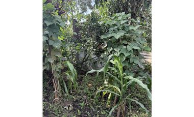 CASA CAMPESTRE CON CULTIVO EN QUIMBAYA