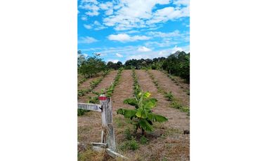 FINCA PRODUCTIVA SEMBRADA EN LIMÓN Y PLTANO EN QUIMBAYA