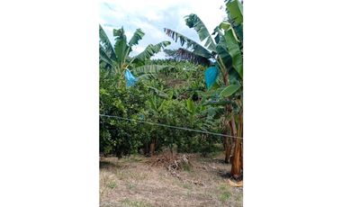 FINCA PRODUCTIVA SEMBRADA EN LIMÓN Y PLTANO EN QUIMBAYA