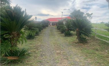 FINCA PRODUCTIVA SEMBRADA EN LIMÓN Y PLTANO EN QUIMBAYA