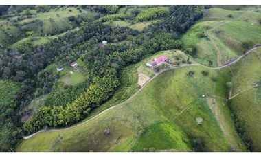 FINCA PRODUCTIVA SEMBRADA EN LIMÓN Y PLTANO EN QUIMBAYA