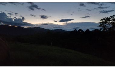 FINCA PRODUCTIVA SEMBRADA EN LIMÓN Y PLTANO EN QUIMBAYA