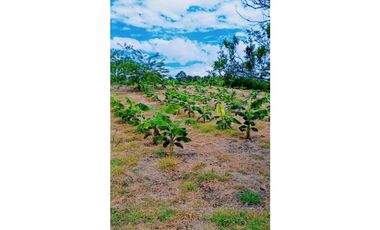 FINCA PRODUCTIVA SEMBRADA EN LIMÓN Y PLTANO EN QUIMBAYA