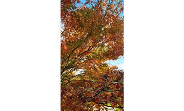 CHALET EN SIERRA DE LOS PADRES CON GRAN PARQUE