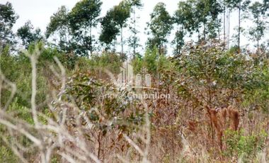 Campo Forestal En Venta