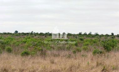 Campo Forestal En Venta