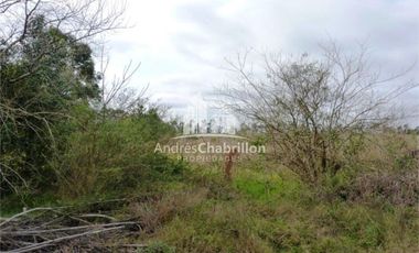 Campo Forestal En Venta