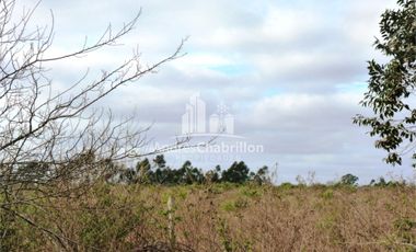 Campo Forestal En Venta