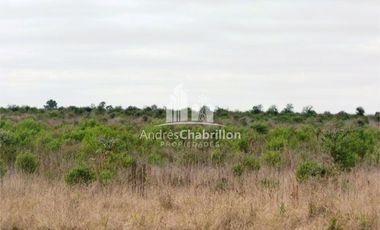 Campo Forestal En Venta