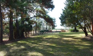 Forestación Eucaliptus En Concordia
