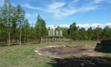 Forestación Eucaliptus En Concordia
