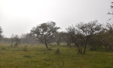 Terreno Ideal Para Oportunidad De Inversión.