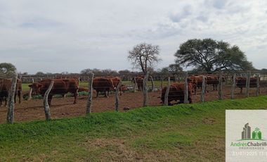 Campo en alquiler de 1400has ubicado en Federal Entre Ríos