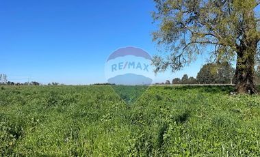 Parcela en Ruta Freire a Villarrica.