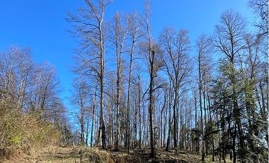 Parcelas 5000 mt2 en Curarrehue