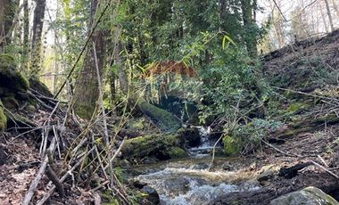 Parcelas 5000 mt2 en Curarrehue