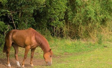 Parcela en Venta en hacienda aguas del maullin