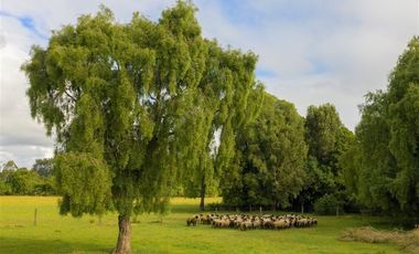 Parcela en Venta en hacienda aguas del maullin