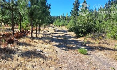 Agrícola en Venta en Camino a Santa Clara. Los Ángeles. Bio-Bio.