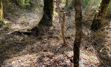Parcela en Venta en Parque Bosques Nativos Tarahuín