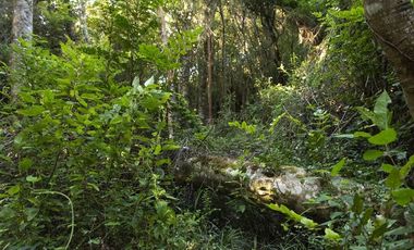 Casa en Venta en Rilan, Castro