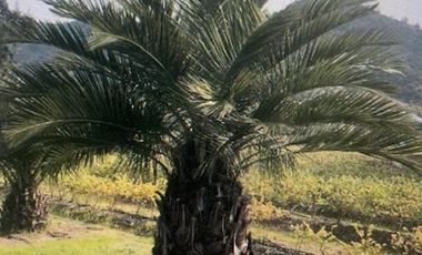 Agrícola en Venta en Santuario Las Palmas, Cocalan