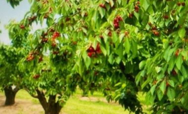 Agrícola en Venta en Santuario Las Palmas, Cocalan