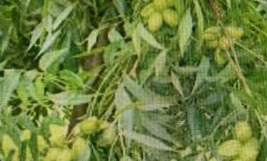 Agrícola en Venta en Santuario Las Palmas, Cocalan