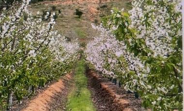 Agrícola en Venta en Santuario Las Palmas, Cocalan