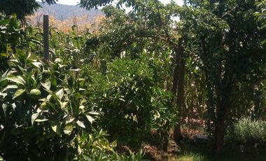 SE ARRIENDA CASA EN LO ALVARADO- CURACAVÍ